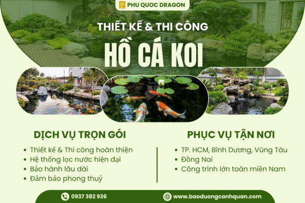 thiết kế thi công hồ cá koi