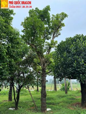 cây bưởi