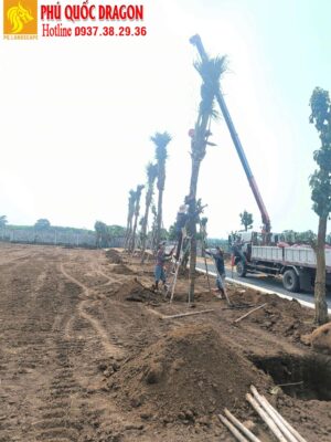 Quy trình cung cấp và trồng cây dừa công trình