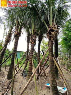 tập kết cây dừa