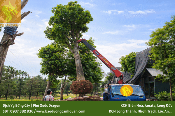 Dịch vụ bứng và di dời cây xanh