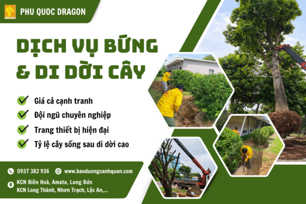 Dịch vụ bứng và di dời cây xanh
