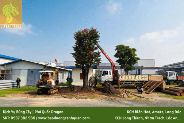 Dịch vụ bứng và di dời cây xanh