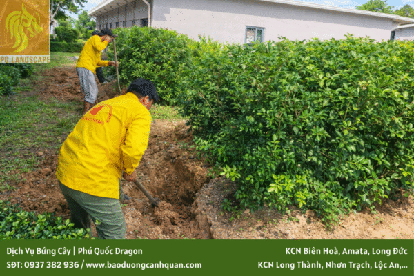 Dịch vụ bứng và di dời cây xanh