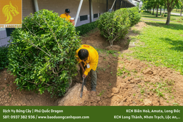 Dịch vụ bứng và di dời cây xanh