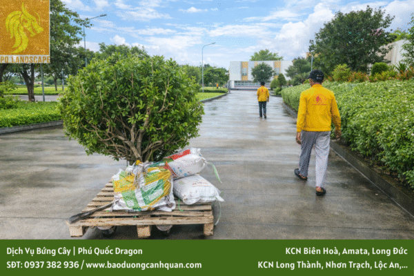 Dịch vụ bứng và di dời cây xanh