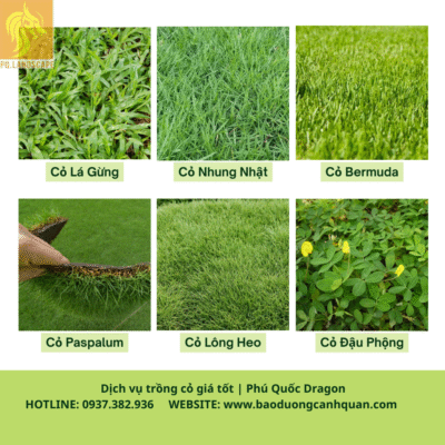 Trồng cỏ sân vườn Đồng Nai