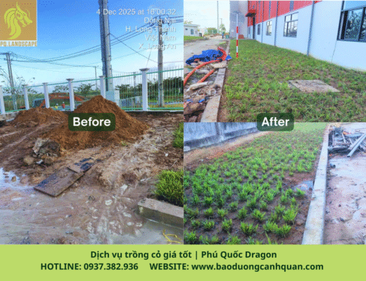 Dịch vụ trồng cỏ giá rẻ Đồng Nai