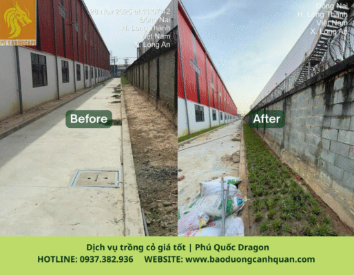 Dịch vụ trồng cỏ giá rẻ Đồng Nai