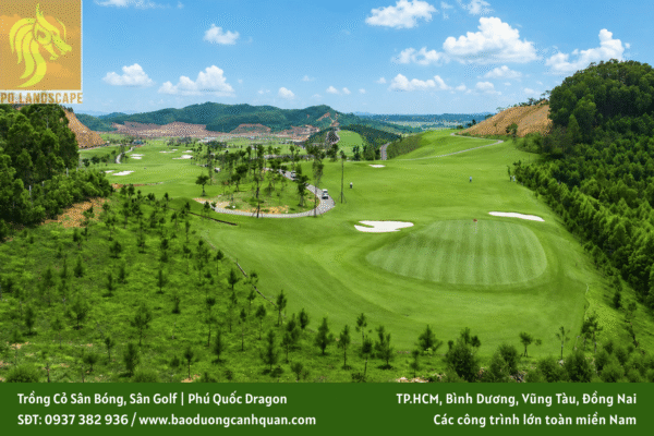 trồng cỏ sân bóng trồng cỏ sân golf