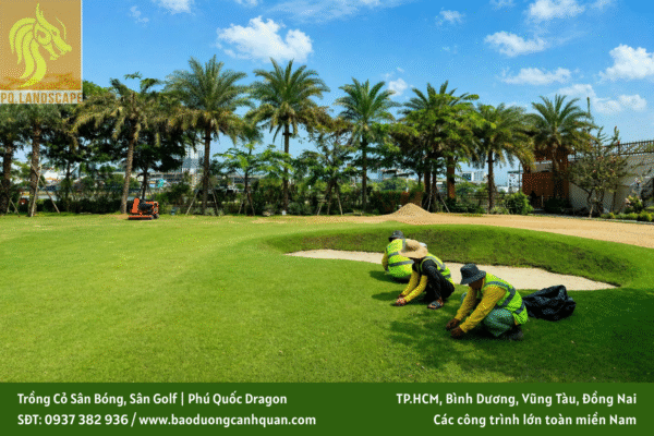 trồng cỏ sân bóng trồng cỏ sân golf