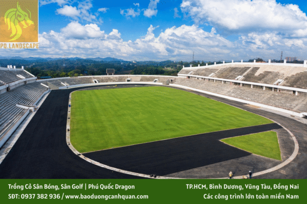 trồng cỏ sân bóng trồng cỏ sân golf