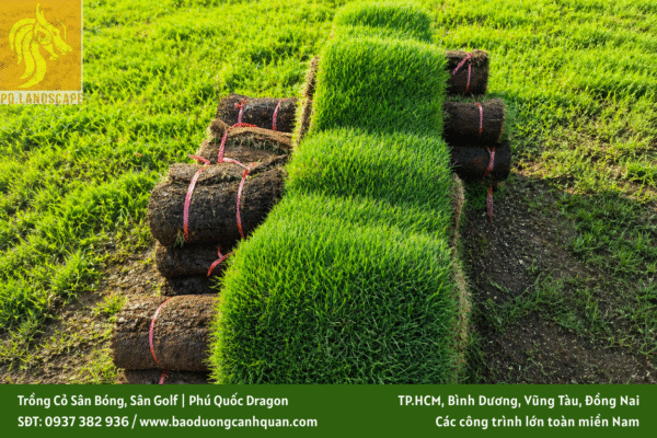 trồng cỏ sân bóng trồng cỏ sân golf