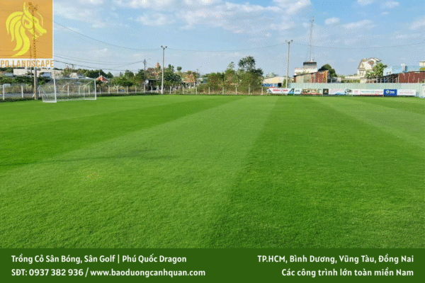 trồng cỏ sân bóng trồng cỏ sân golf