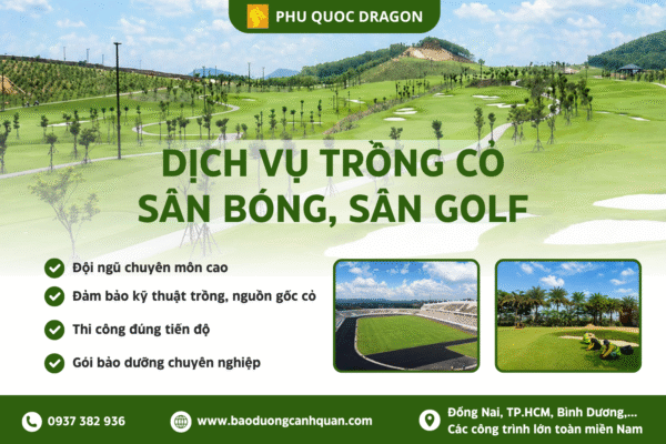trồng cỏ sân bóng trồng cỏ sân golf