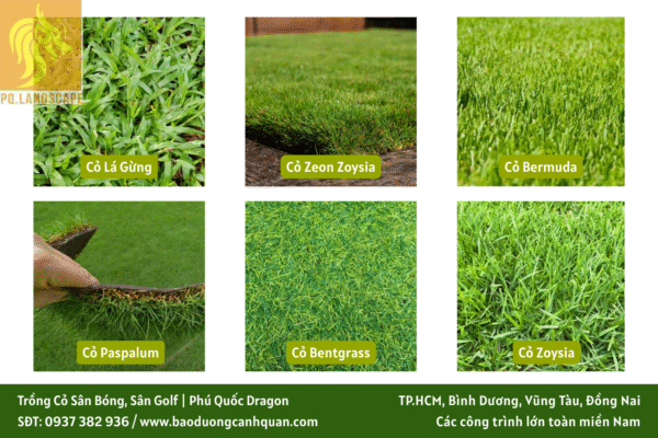 trồng cỏ sân bóng trồng cỏ sân golf