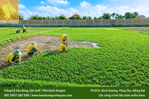trồng cỏ sân bóng trồng cỏ sân golf